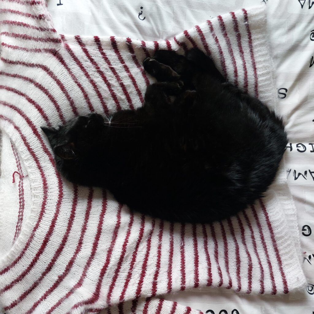 25 Fragen an mich - Katzenmensch