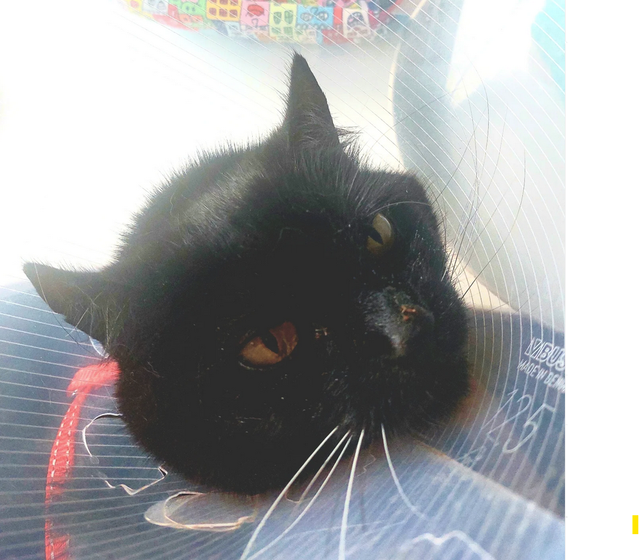 a black cat lying on a bed